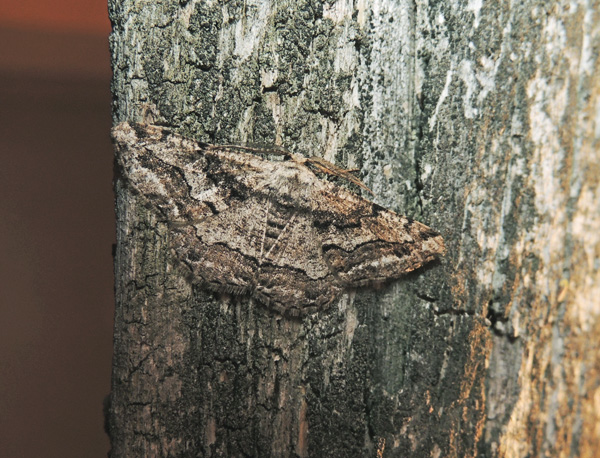 Menophra japygiaria. No, Synopsia sociaria - Geometridae